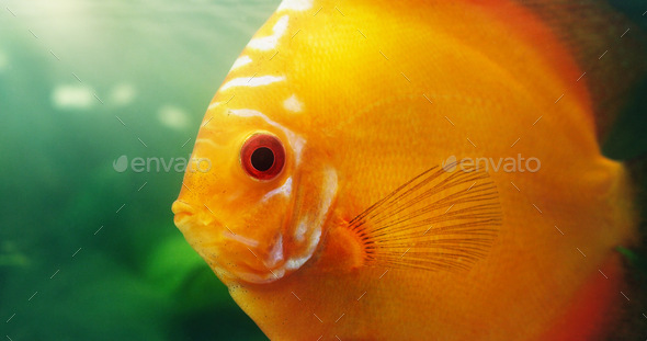 Its a great fish for beginners. Shot of a red discus in a freshwater fish tank.