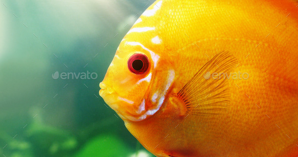 The face of the red discus. Shot of a red discus in a freshwater fish tank.