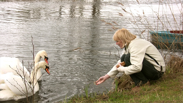 Feeding Of Pair Swans 