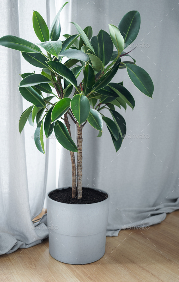 Potted ficus plant - Stock Photo - Images