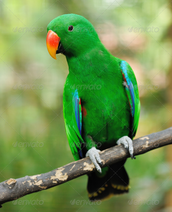 Parrot bird - Stock Photo - Images