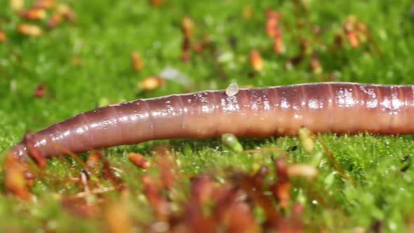 An Earthworm is a Terrestrial Invertebrate That Belongs to the Class Clitellata alt