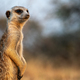 Meerkat Looking for Danger - PhotoDune Item for Sale