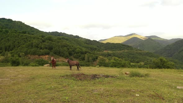 Horses in Wild Nature