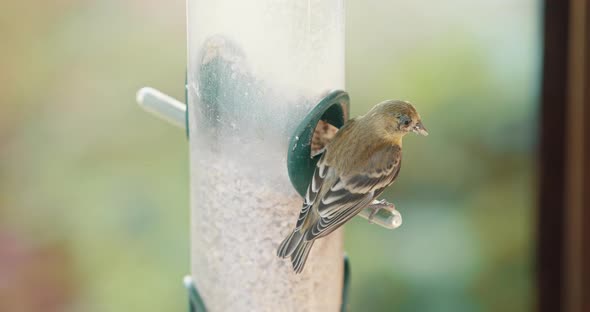 Wildlife and Wild Birds Slow Motion Footage  alt