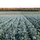 Gardening and agricultural activities during the harvest season. rows of cabbage - PhotoDune Item for Sale