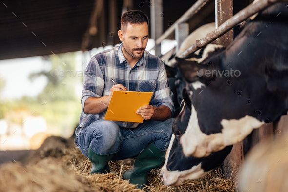 Adult man, writing down the characteristics of the cow. - Stock Photo - Images