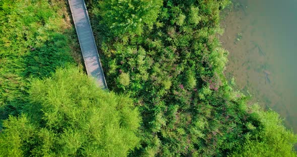 Aerial footage of a boardwalk within some wetlands surrounded by a river. alt