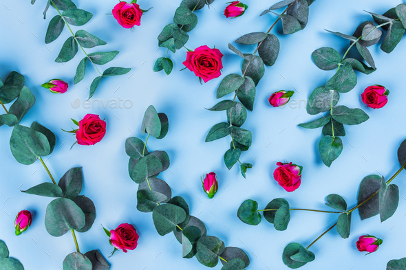 Beautiful sprigs of eucalyptus and roses on blue background, top view.