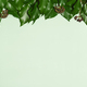 Background with ivy leaves - PhotoDune Item for Sale