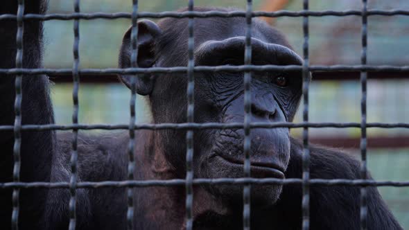 Portrait Of A Sad Chimpanzee Behind Bars Of A Zoo Cage, Stock Footage