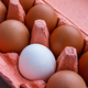 Open egg box with ten brown eggs close up view.  - PhotoDune Item for Sale