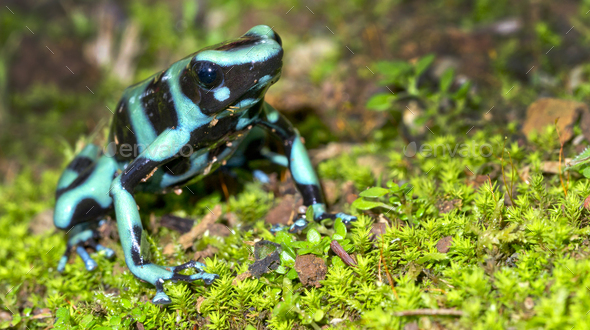 Poison Dart Frogs In The  Rainforest