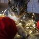 Cat touching a bauble - PhotoDune Item for Sale