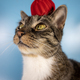 Cat with a bomb on its head - PhotoDune Item for Sale