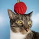 Cat with a red bomb on its head - PhotoDune Item for Sale