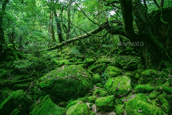 Mesmerizing green forest full of different kinds of unique plants in Yakushima, Japan