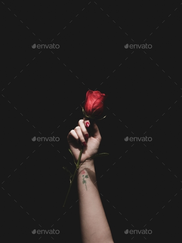 Beautiful Shot Of A Hand With A Little Tattoo Holding A Dark Red Rose Stock  Photo By Wirestock