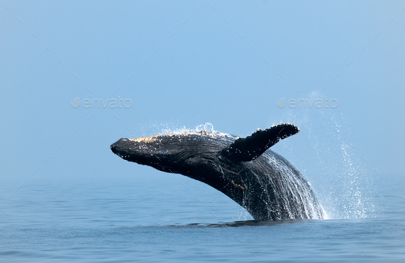 Closeup of Humpback whale jumping out of the water - Stock Photo - Images