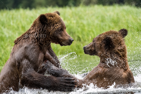 Grizzly bears playing together in water in the Khutzeymateen Grizzly ...