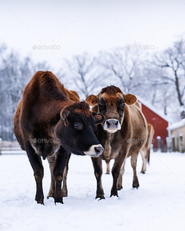 Vertical shot of brown dairy cows on the farm during winter
