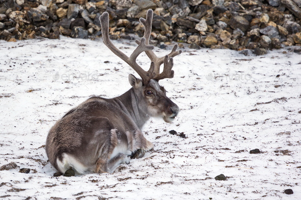 Closeup of a reindeer lying on snowy ground at Svalbard, Norway Stock Photo  by wirestock
