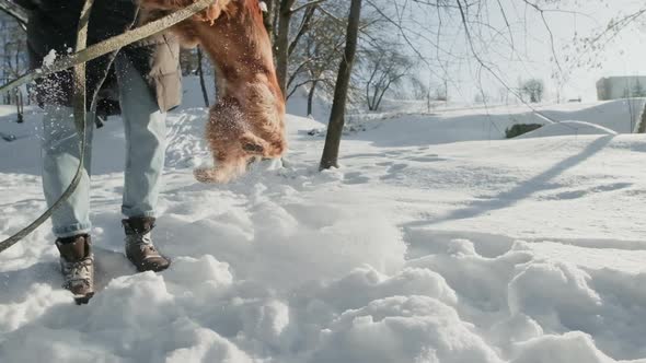 Brown Dog Running in Snow with Owner on Leash alt