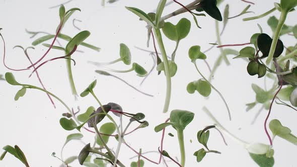Microgreens in Water alt