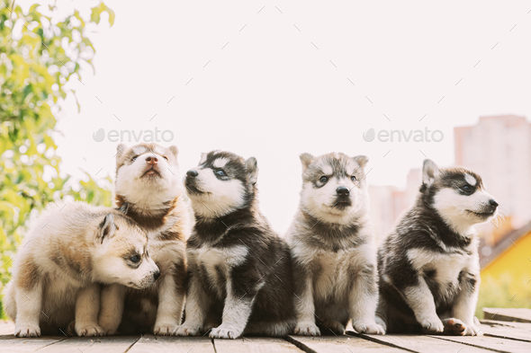 Five Four-week-old Husky Puppy Of White-gray-black-brown Color Sitting On Wooden Ground Together