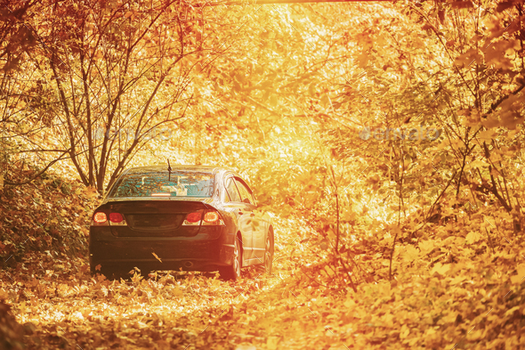 Car Parked On Road, Path, Way, Lane, Pathway In Autumn Forest. Bright Sun Shining Through Canopy Of