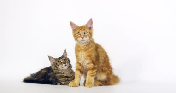 Brown Tortie Blotched Tabby and Cream Blotched Tabby Maine Coon Domestic Cat, Kittens Normandy alt