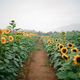 sunflower fields forever - PhotoDune Item for Sale