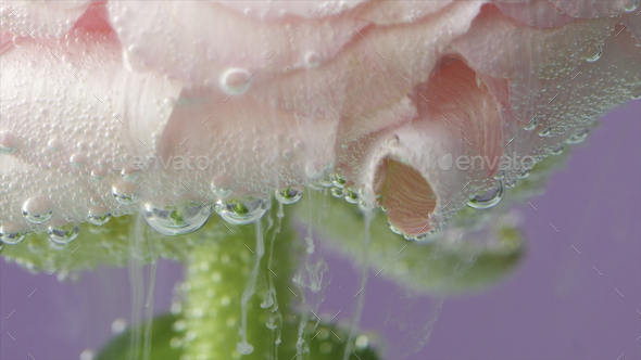 Macro photography of a pink rose with green stem with white inks spreading underwater in slow motion