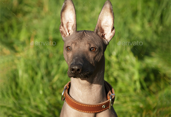 Mexican hairless, xoloitzcuintle. Beautiful adult dog outdoors. Rare dog breed, Xolo. - Stock Photo - Images