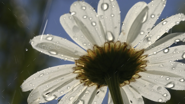 DROPS Daisy