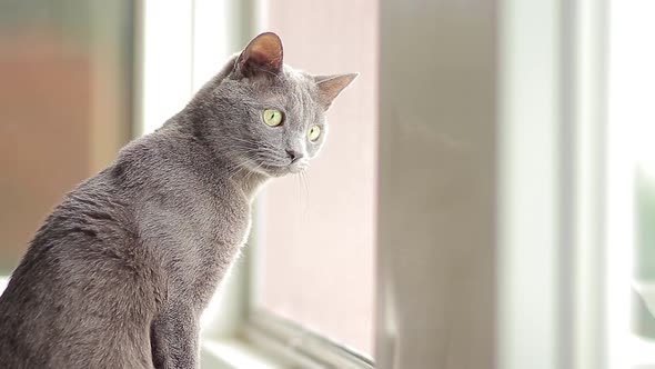 Blue Russian Cat Looking Out The Window