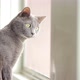 Blue Russian Cat Looking Out The Window - VideoHive Item for Sale