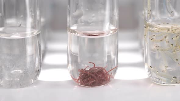 Test Tubes with Different Samples: Tubifex Worm, Nematode and Chaoborus Larva alt