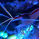 Doctor Shrimp on Coral Reef - VideoHive Item for Sale