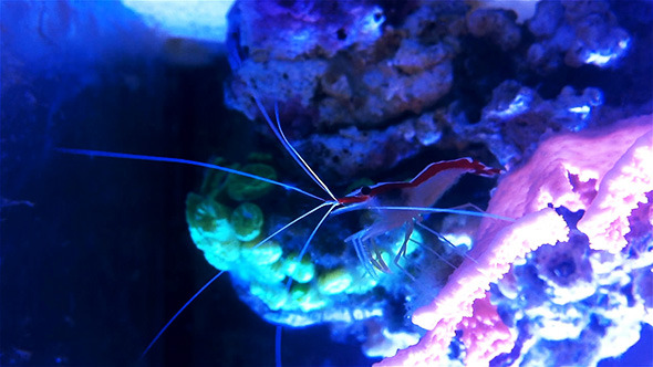 Doctor Shrimp on Coral Reef