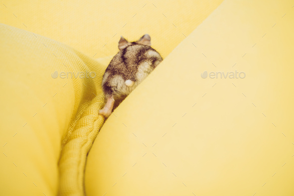 back view of funny fluffy hamster on yellow textured background