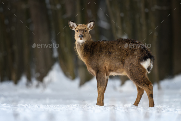 About, Wildlife Red Deer