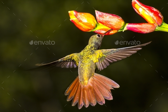 Rufous-tailed hummingbird, Amazilia tzacatl nectaring - Stock Photo - Images