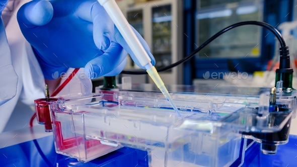 Scientist conducting the gel electrophoresis biological process as part of coronavirus research