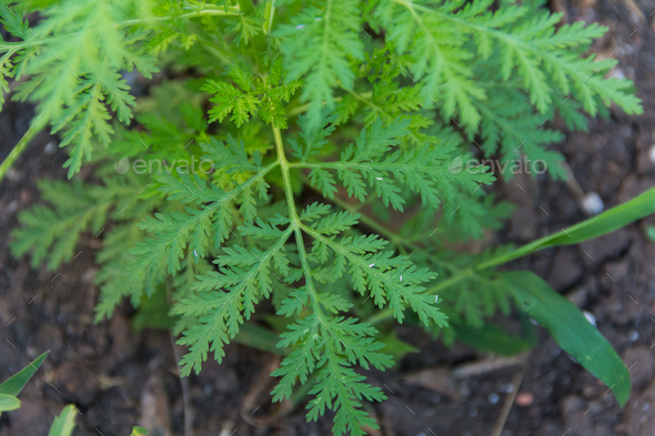 File:Artemisia annua detail.jpeg - Wikimedia Commons