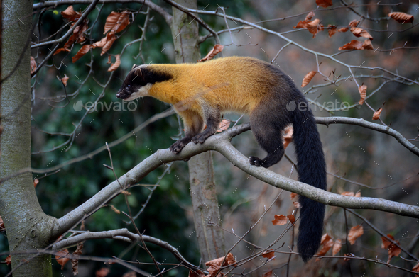 Cute yellow-throated marten (Martes flavigula) on the tree - Stock Photo - Images