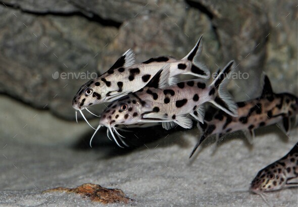 Closeup of the cuckoo catfish or pygmy leopard catfish, Synodontis petricola. - Stock Photo - Images