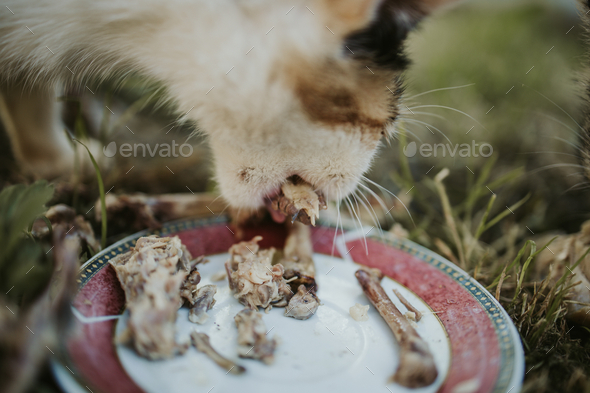 Closeup shot of a cat eating chicken wings from a plate outside
