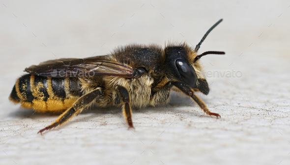 Close up of a female banded bee , Megachile ericetorum resting o - Stock Photo - Images