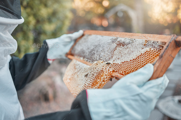 Hands, honeycomb and farm with a woman beekeeper working outdoor in the production of honey. Agricu